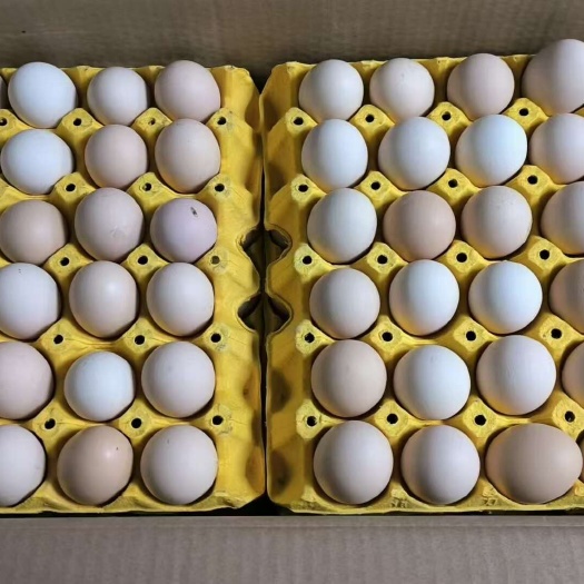 厦门精品鲜鸡蛋