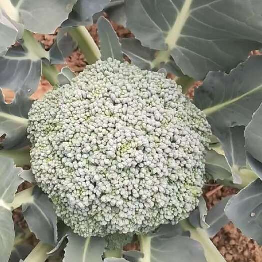 清丰县产地西兰花
