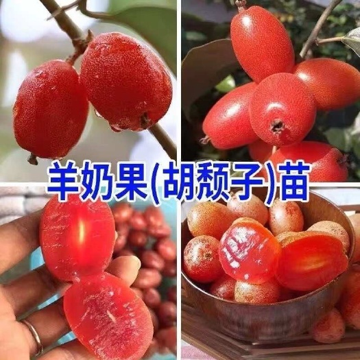 灵山县羊奶果苗果子营养丰富