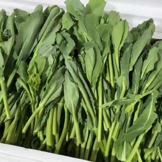 板兰根青菜油菜苔，量少