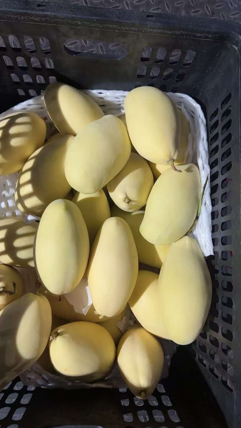 高樂密，關口一件代發(fā)，一手貨源，全國可到貨