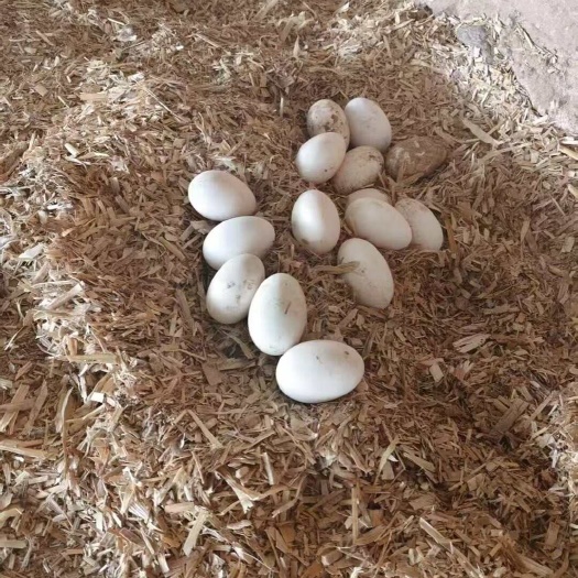 鹅蛋
