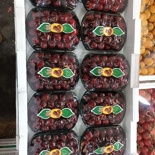 山东美早大樱桃