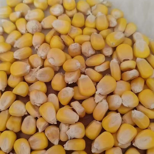 邱县金糯黄玉米