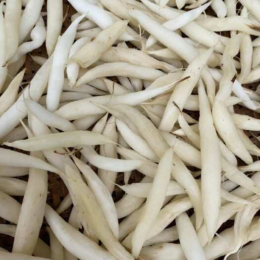 寻甸县百部