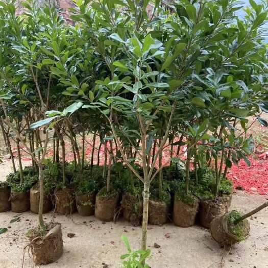 灵山县广东香水柠檬扦插苗，奶茶店专用饮品