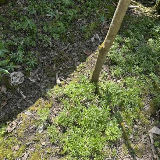 奉节重庆奉节优质竹节参种苗直销