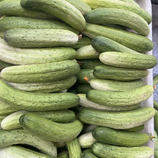大量黄瓜出来了有需要的联系