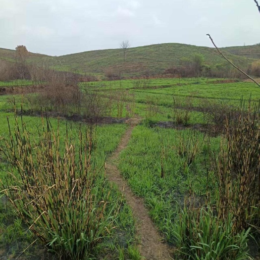 衡阳湖南衡阳地区  山地村集体资源出租