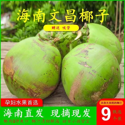 文昌市椰青海南熱帶青皮嫩椰子新鮮現(xiàn)摘孕婦小孩水果椰子水