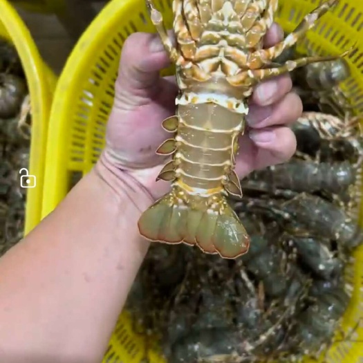 越南雅庄小青龙鲜活水产虾类现捕现发，下单发货，保证鲜活