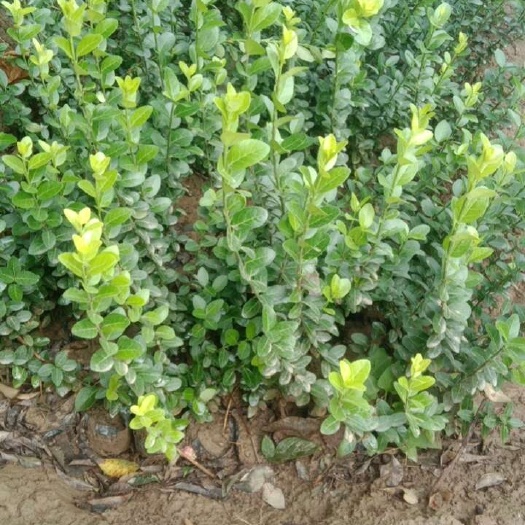 陕西周至胶东卫矛苗木基地直销绿化灌木优质货源