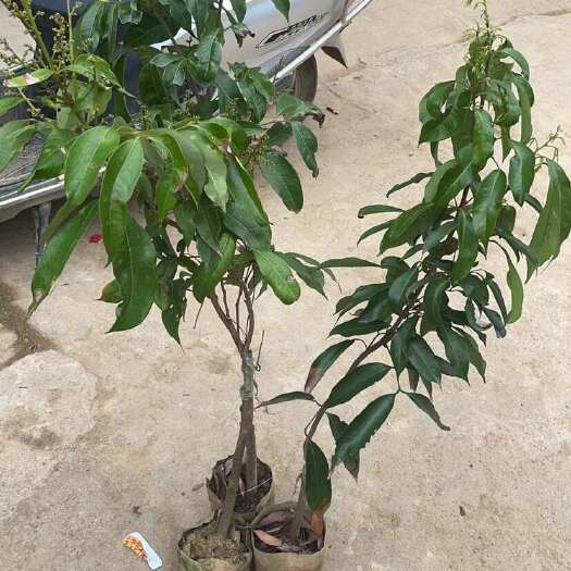 灵山县荔枝苗脆甜爽口
