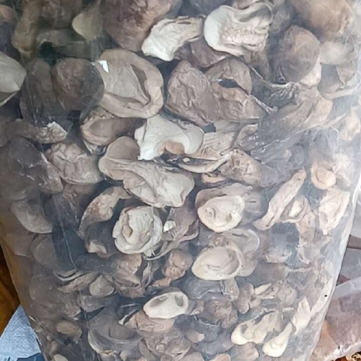 草菇干片