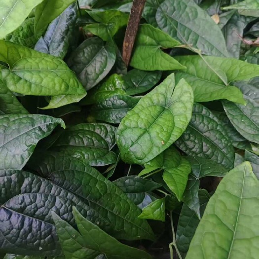 奉节野生金果榄苗 青牛胆苗