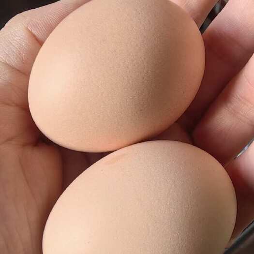 团风县粉壳蛋