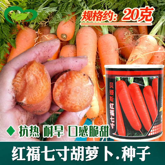 河间市三红七寸参胡萝卜种子四季农田菜地蔬菜耐贮水果胡萝卜籽
