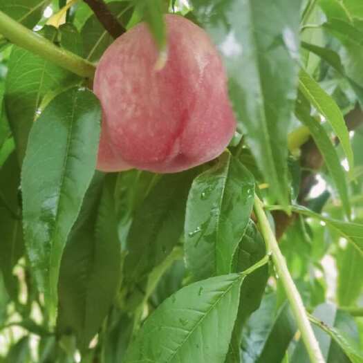 灌阳县蜜桃
