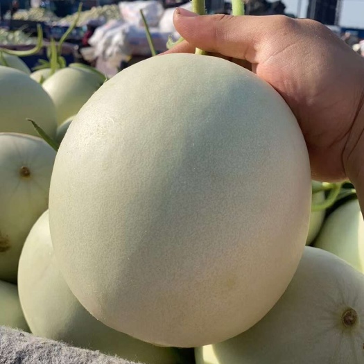 玉姑甜瓜，山东菏泽单县