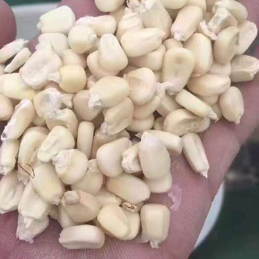 邱县白糯玉米