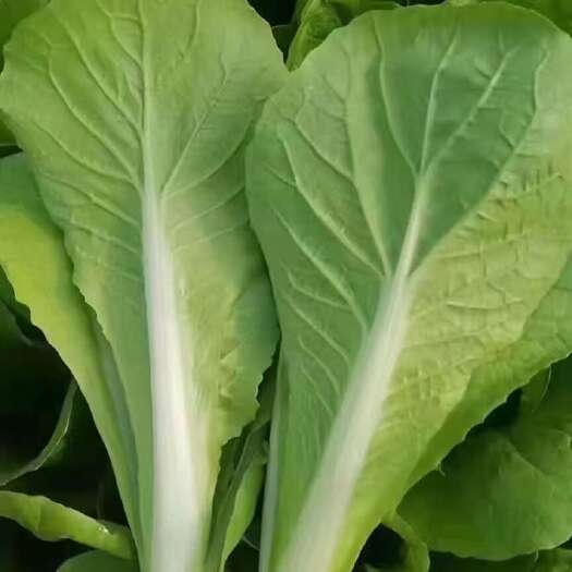 南通毛白菜