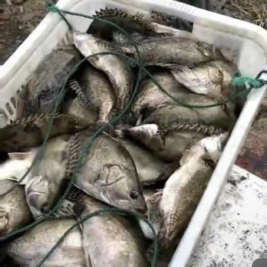 现货！钓场优选鳜鱼全程活鱼活虾喂养适合垂钓用
