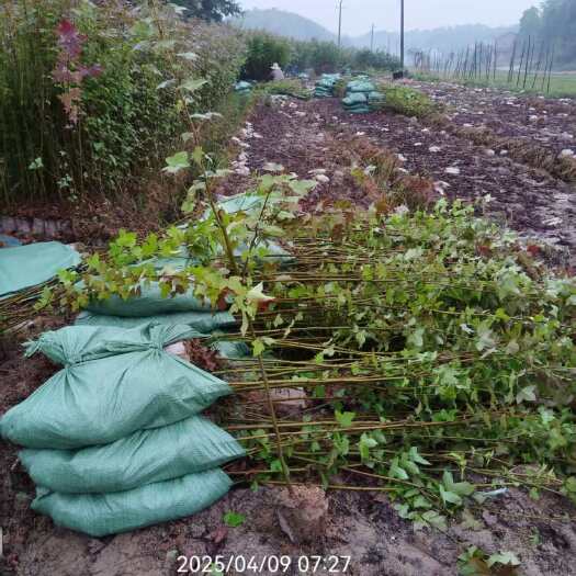 攸县枫香袋苗，枫香杯苗，枫香
