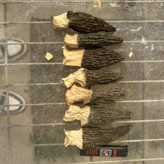 武陟县河南焦作羊肚菌干货批发 食用菌优质货源