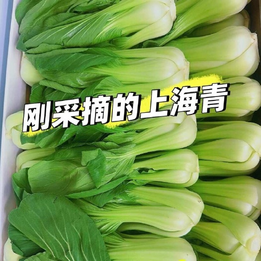 曹县上海青小白菜菠菜大量上货精品中精品，可视频看货，全国产地代发