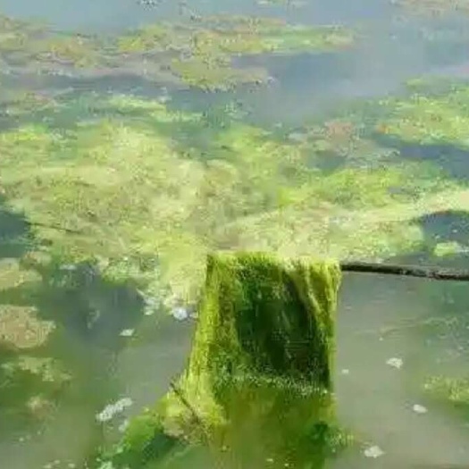 水沙青苔   干货