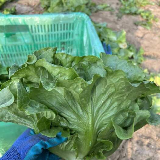 内黄县精品意大利生菜，质量好，价格低！