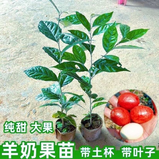 灵山县广西灵山新鲜羊奶果苗基地直供适合种植的优质果苗