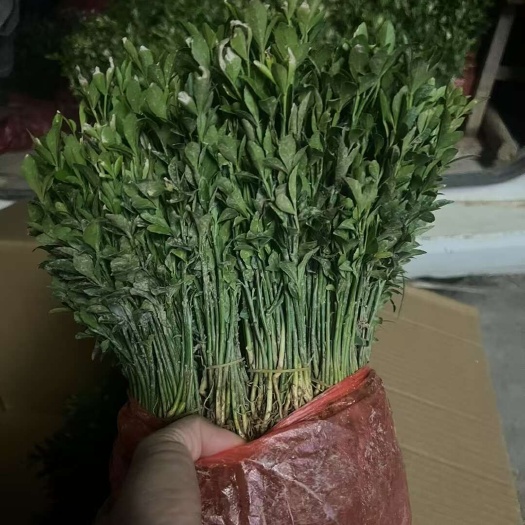 广西桂林枳壳苗枳壳芽苗基地