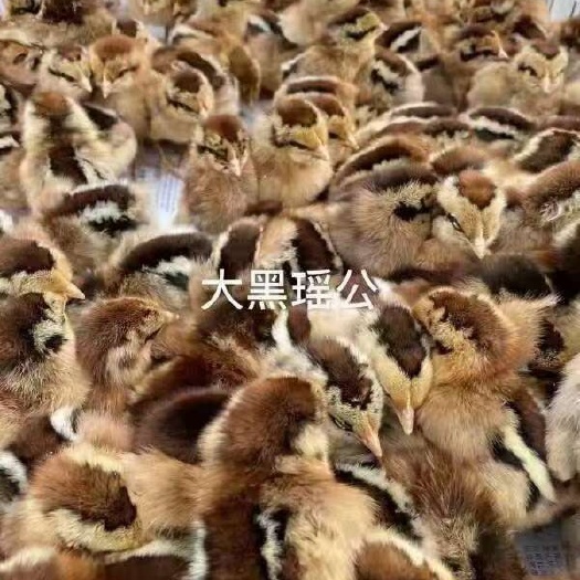 广汉市黑瑶鸡苗，大黑瑶，四川黑瑶鸡苗