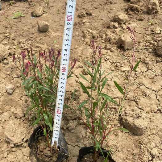 广州广东基地优质山桃草草坪批发零售 绿化苗木基地直供