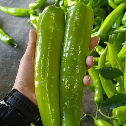 寿光市尖椒   祥佳果蔬合作社提供优质蔬菜