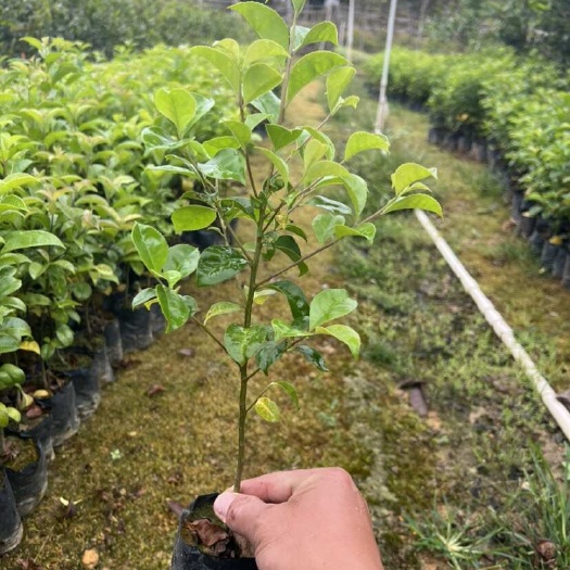 红果冬青小苗