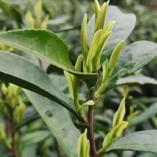 勉县汉中绿茶