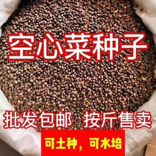 成都500克柳叶空心菜种子空心菜种子蕹菜种蓊菜耐热蔬菜阳台蔬菜种