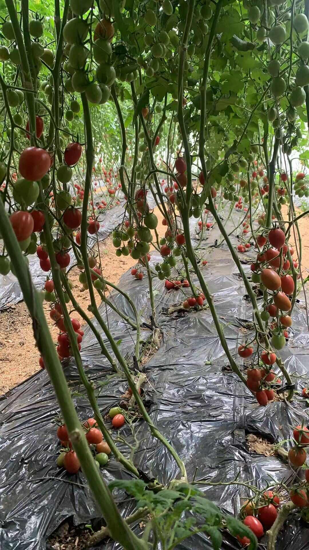 圣女果–水果西红柿，东北黑土地出品，大量供应