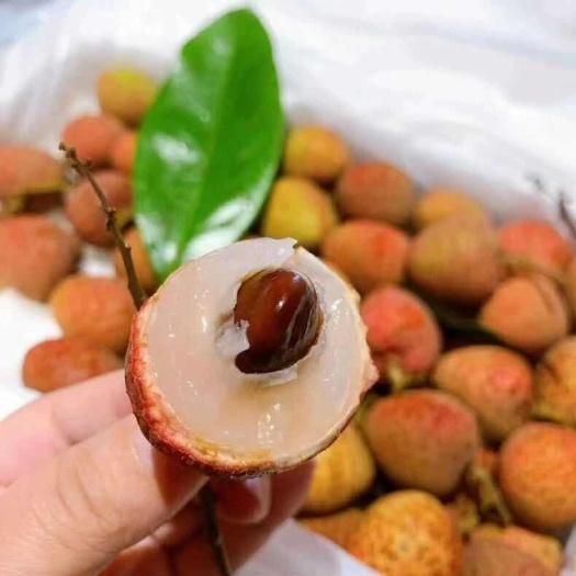 海南荔枝批发！全国发货