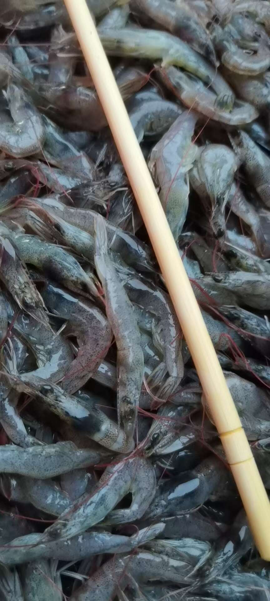 新鲜小海虾水产批发现货发