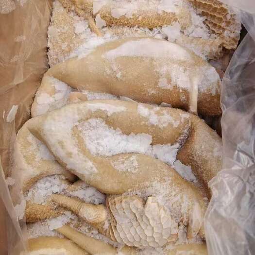 郑州牛肚带金钱肚