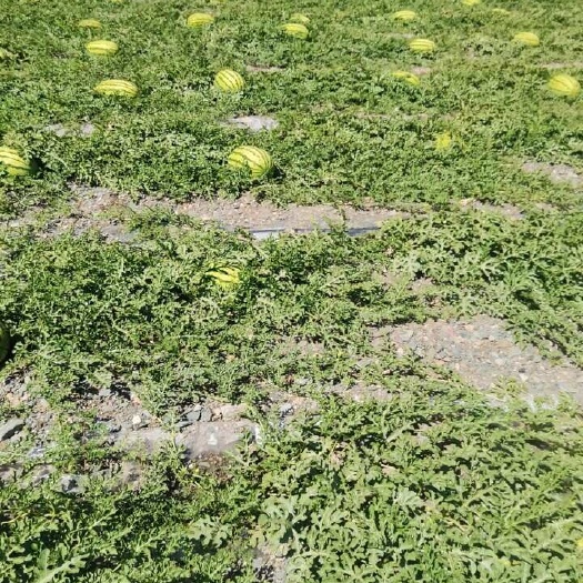 靖远县西瓜