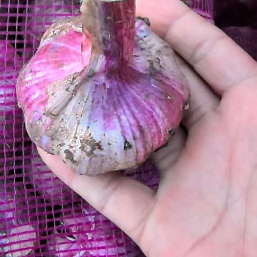 弥渡县红皮蒜