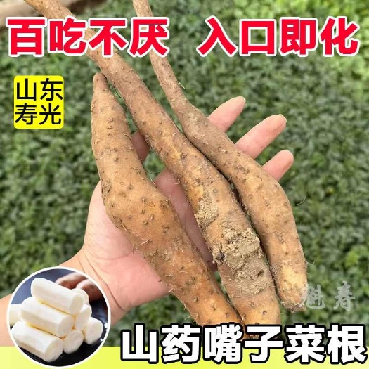 山药种山药种植苗秧苗带芽幼苗山药苗山药嘴子春播现货
