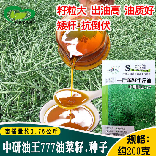 河间市油菜种子华油999耐寒抗倒农田杂交出油高早熟油料作物油菜种子