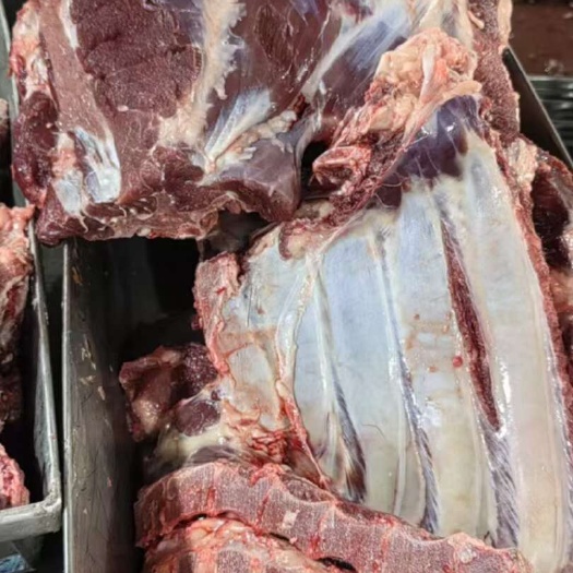 母猪前排国产高品质