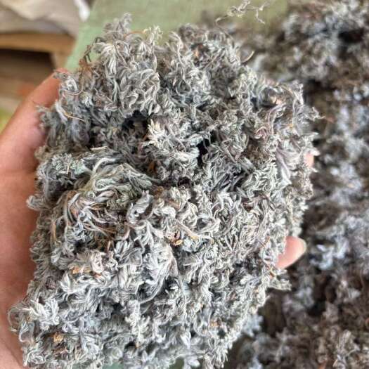 庆云县山东优质去草去根绵茵陈中药材全草类药材批发零售