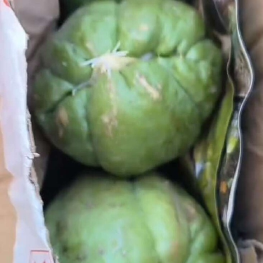发芽佛手瓜，洋瓜，葵瓜，合掌瓜，